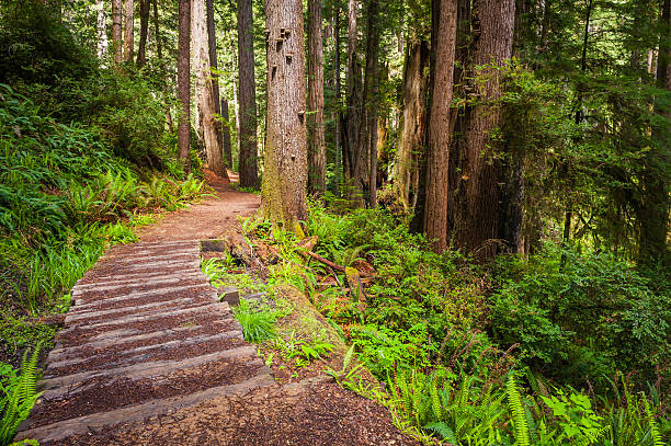 senda de excursionismo a través de sequioa grove idílica cloud forest redwoods california - rainforest redwood sequoia footpath fotografías e imágenes de stock