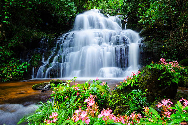 mandang cascata, tailandia, fiore - flowing rock national park waterfall foto e immagini stock