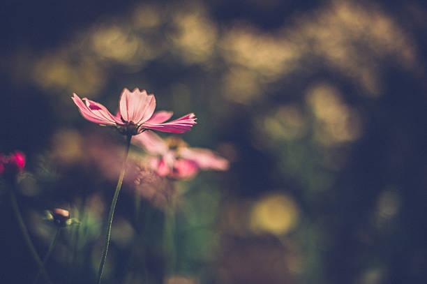 istock pink daisies against sun 505641260