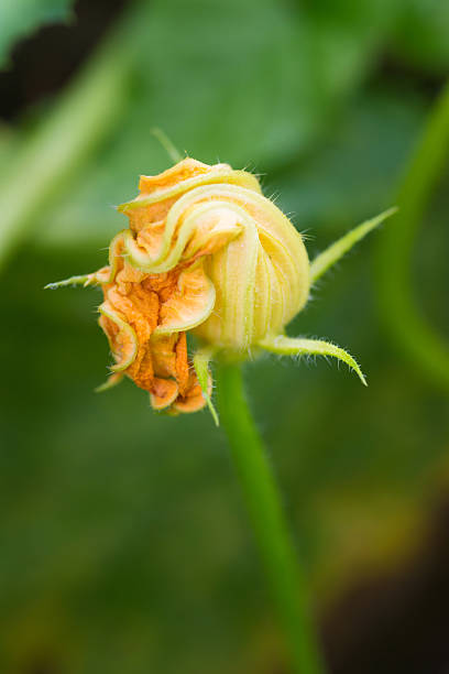 jeunes de fleur d'oranger de citrouille - squash flower plant single flower photos et images de collection