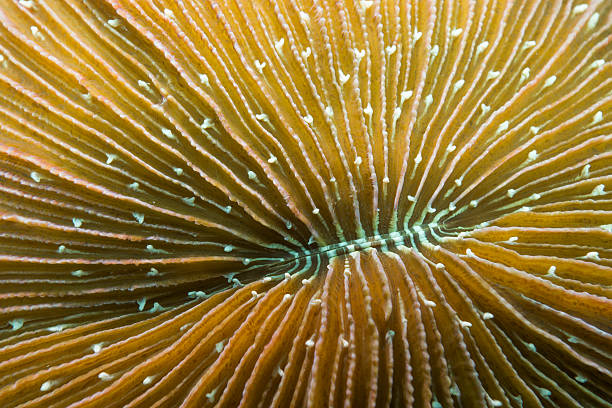 The surface texture of the hard coral (Fungia fungites).