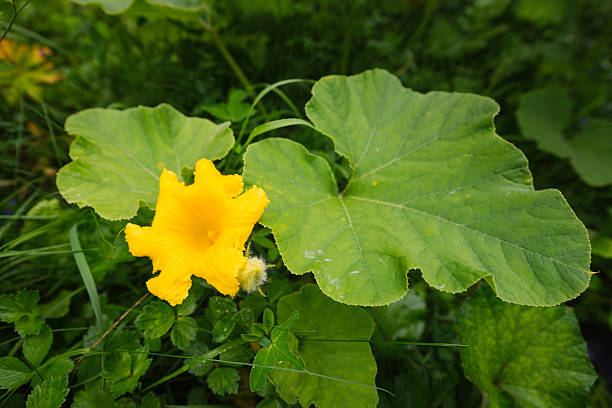 fleur de fleur orange citrouille - squash flower plant single flower photos et images de collection