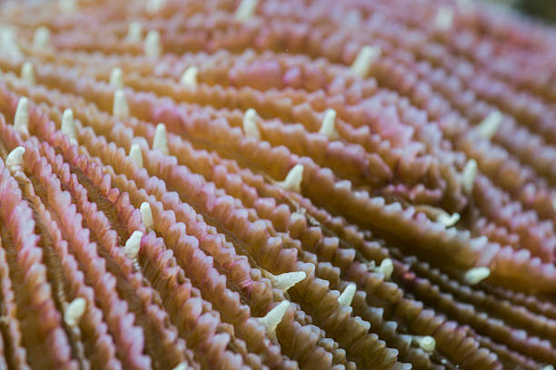 The surface texture of the hard coral (Fungia fungites).