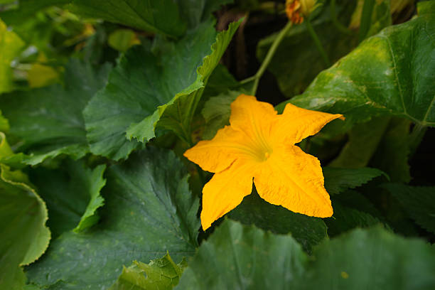 fleur de fleur orange citrouille - squash flower plant single flower photos et images de collection