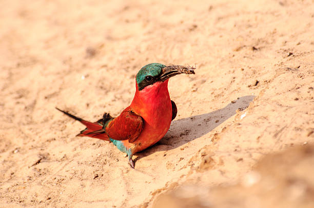Southern carmine bee-eater with bee stock photo