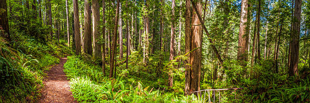 sendero de tierra a través de la idílica arboleda de secoyas np bosque de secuoyas de california - rainforest redwood sequoia footpath fotografías e imágenes de stock