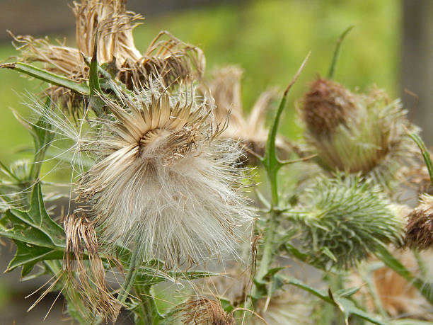 istock The spines of thistles 505642900