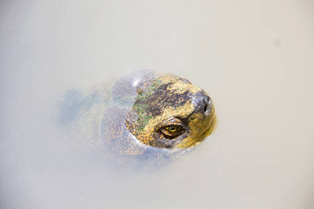istock Head of turtle in the river 505643006