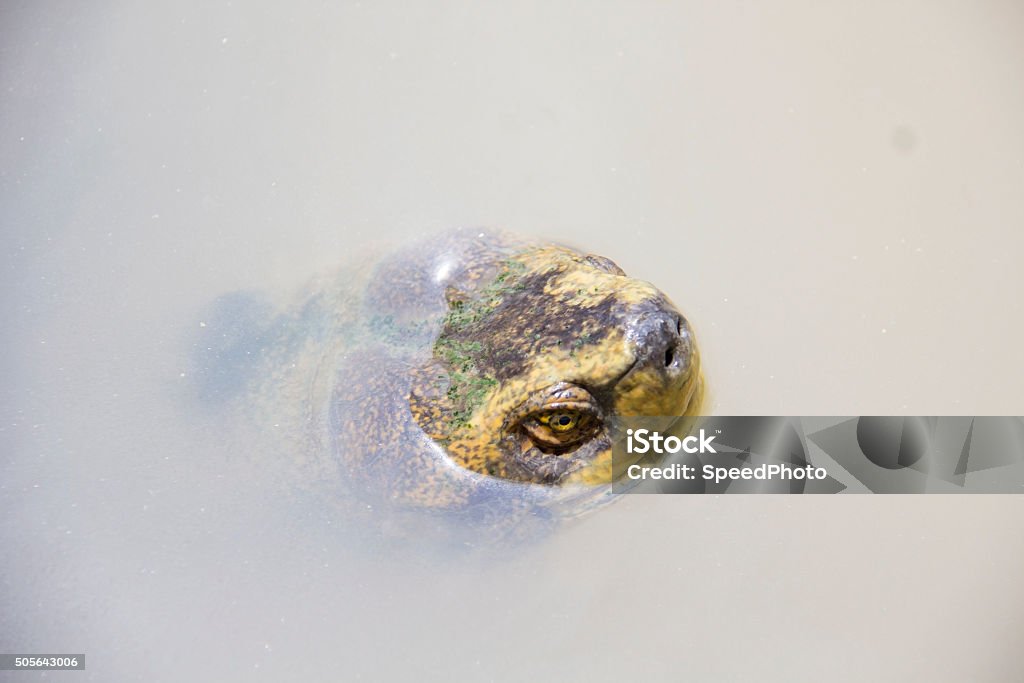 Head of turtle in the river Animal Stock Photo