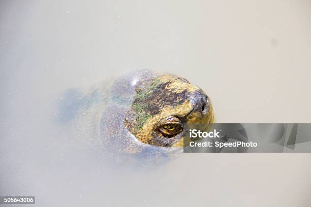 Head Of Turtle In The River Stock Photo - Download Image Now - Animal, Animal Shell, Backgrounds