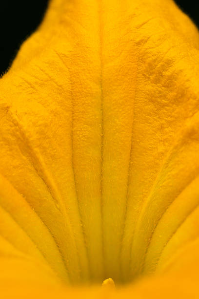 fleur de fleur orange citrouille-détail de la texture - squash flower plant single flower photos et images de collection