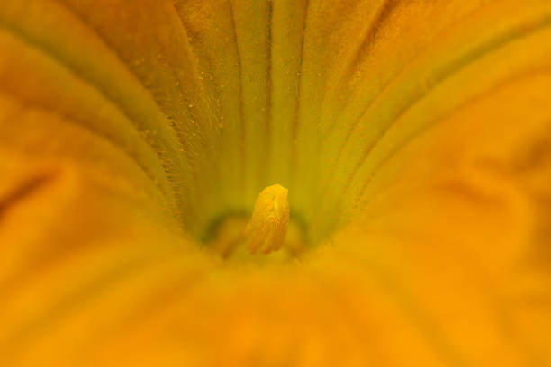 desabrochar das flores de laranja abóbora-detalhe - planting growth plant gourd imagens e fotografias de stock