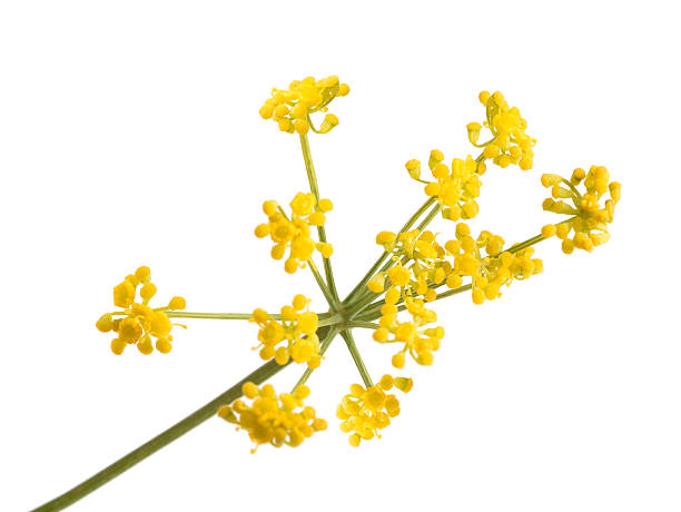 fiori di finocchietto selvatico - fennel dill flower isolated foto e immagini stock