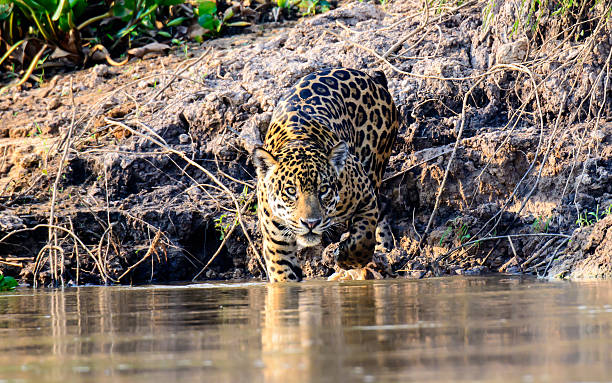 istock jaguar entering the Cuiaba river 505645658