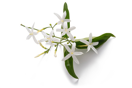 jasmine flowers with leaves isolated on white