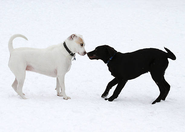 Hunde Begrüßung – Foto