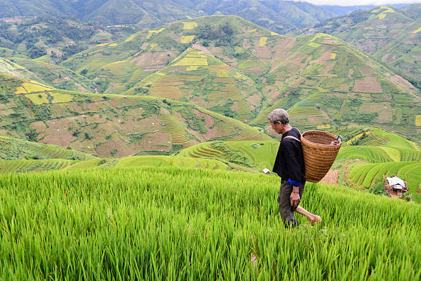 istock old farmer works and carries baskets on his shoulder 505647380