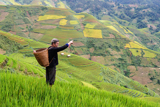 istock old farmer works and carries baskets on his shoulder 505648756