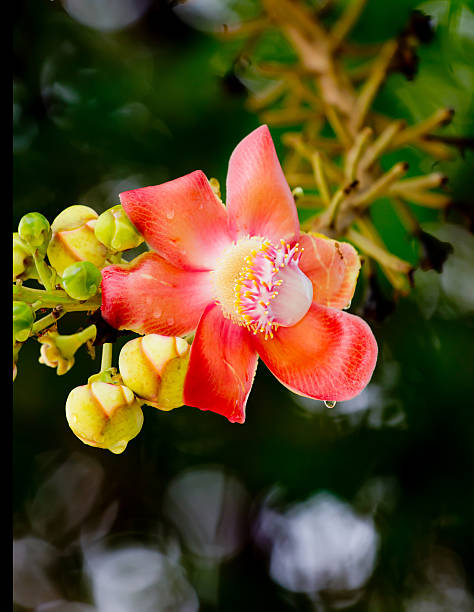 istock sal of india 505648782