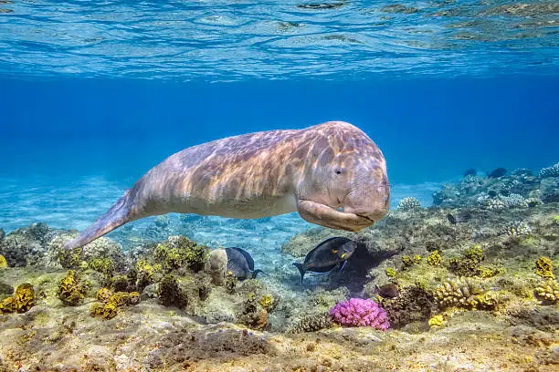 Dugong calf in shallow water at Marsa Alam, Egypt. The dugong is a medium-sized marine mammal. It is one of four living species of the order Sirenia, which also includes three species of manatees. It is the only living representative of the once-diverse family Dugongidae; its closest modern relative, Steller's sea cow (Hydrodamalis gigas), was hunted to extinction in the 18th century. The dugong is the only strictly marine herbivorous mammal, as all species of manatee use fresh water to some degree.