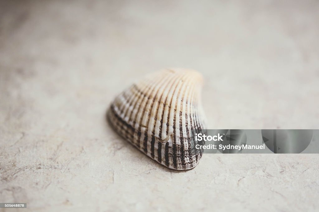 Tan Shells Black And Tan Seashell Stock Photo - Download Image Now - Animal Shell ...