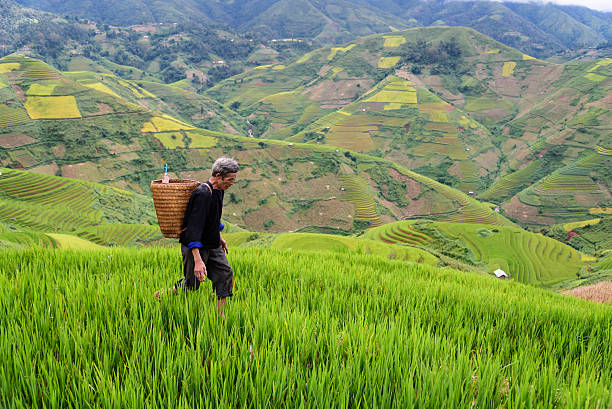 istock old farmer works and carries baskets on his shoulder 505648920