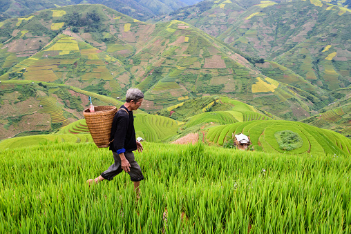 old farmer works and carries baskets on his shoulder in the field of rice on rice terraces