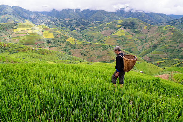istock old farmer works and carries baskets on his shoulder 505649222