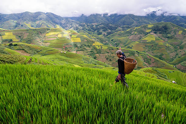 istock old farmer works and carries baskets on his shoulder 505649374