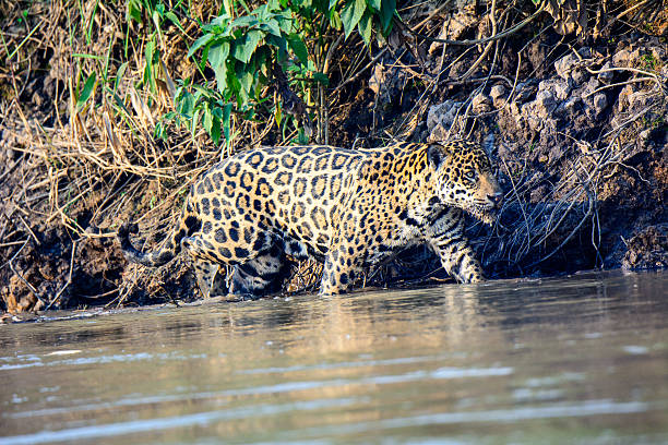 istock jaguar on the prowl 505649648