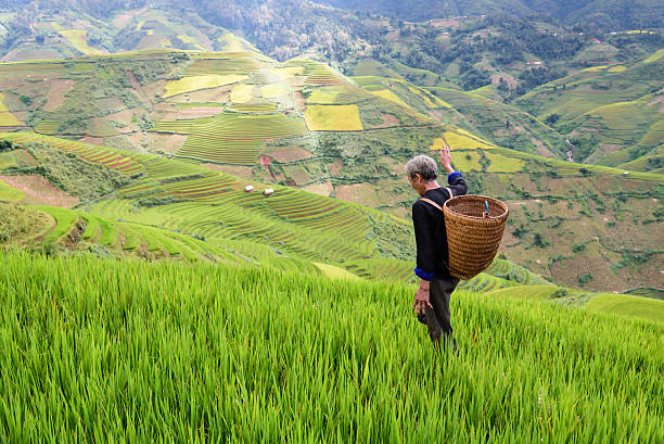 istock old farmer works and carries baskets on his shoulder 505649688