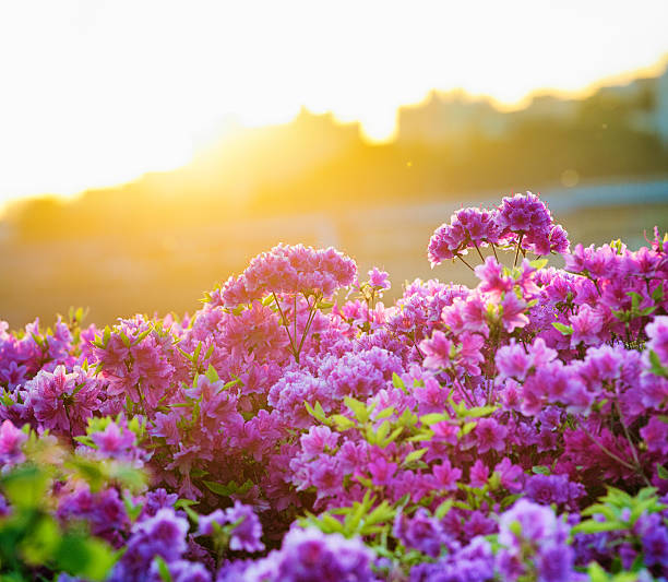 Springtime Rhododendron blooms back lit by the sunset with Seoul's Itaewon skyline in the background.