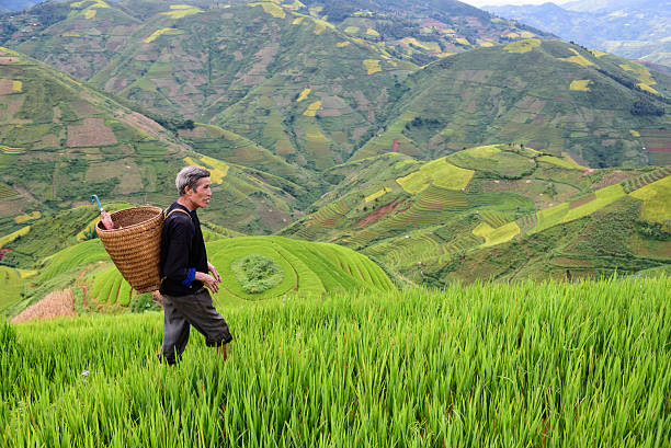 istock old farmer works and carries baskets on his shoulder 505649836