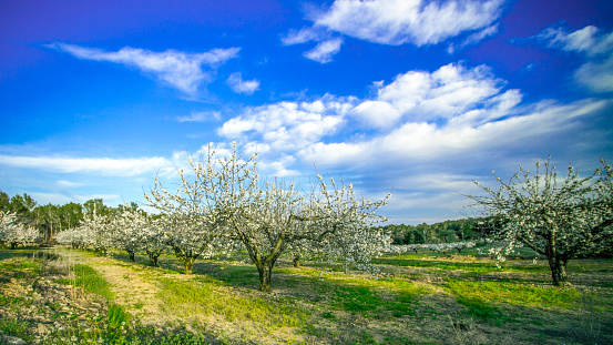 Apple trees in an orchard in a green grassy meadow in bright sunlight in autumn, Voeren, Limburg, Belgium, Voeren, Limburg, Belgium, October, 2022