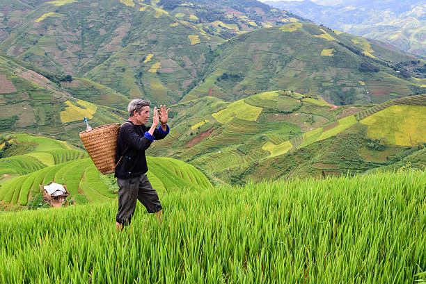 istock old farmer works and carries baskets on his shoulder 505649972