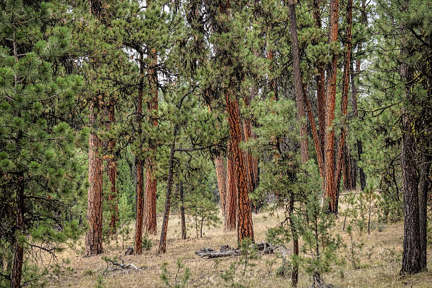 istock dry grass in the pines 505650939