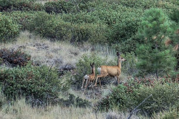 istock doe and fawn on the move 505651761