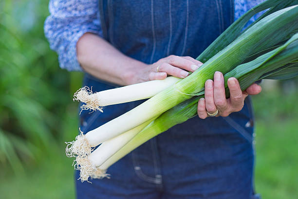 donna mani con porri freschi - greenhouse pepper vegetable garden agriculture foto e immagini stock