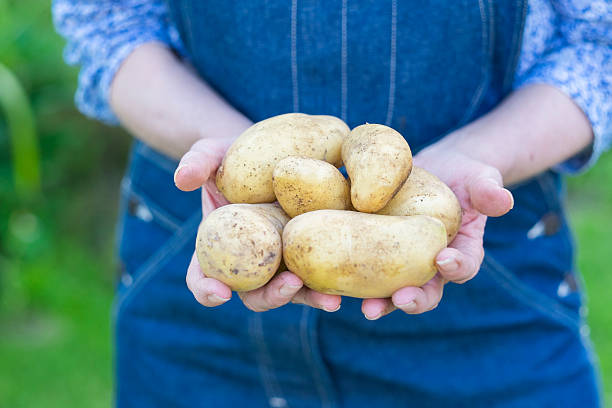 istock Woman hands holding fresh potatoes 505651947