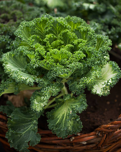 istock Kale leaves in a pot 505652063