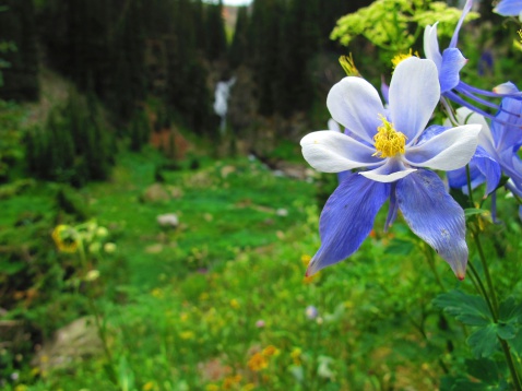 A Columbine thrives on the mountain side of the Umcompahgre National Forest, Colorado, as a waterfall gushes in the background.