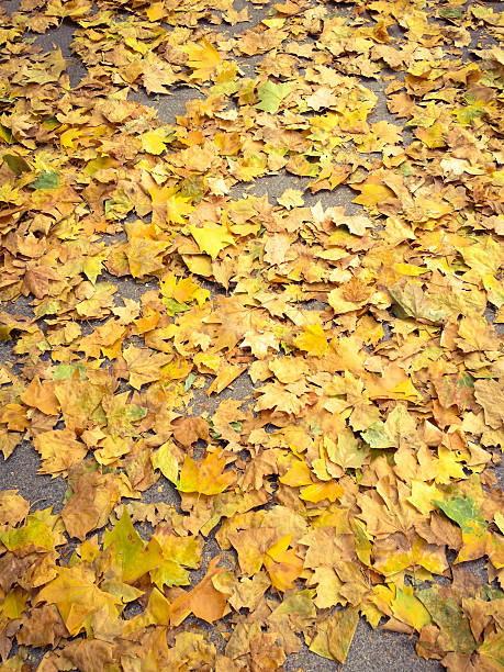 istock Yellow leaves over concrete floor 505653553