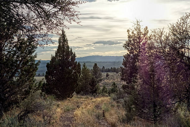 istock old road out of the woods 505654859