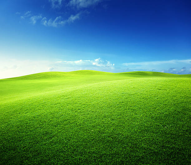 istock green field and blue sky 505654951