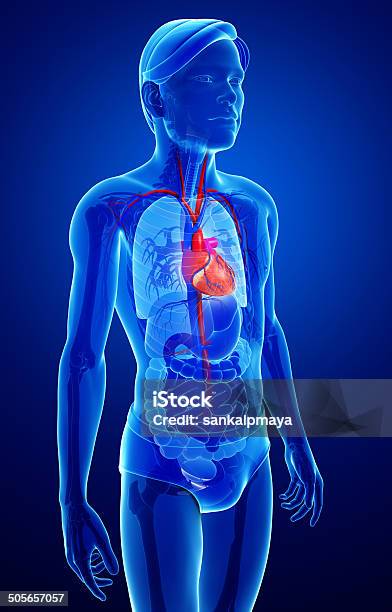 Photo libre de droit de Anatomie Masculine Coeur banque d'images et plus d'images libres de droit de Anatomie - Anatomie, Aorte, Artère humaine