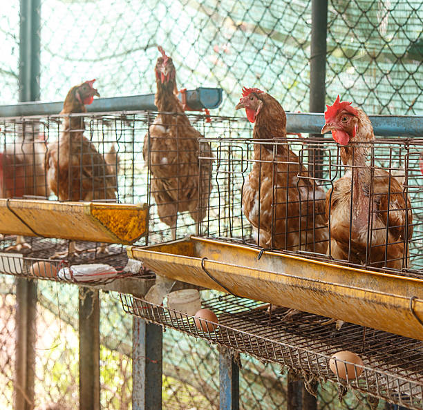 istock Old hen at  farm produce egg 505657373