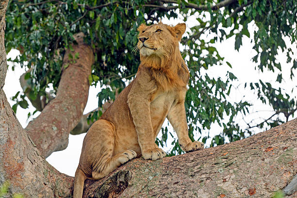 istock Young Male Lion in a Tree 505658473