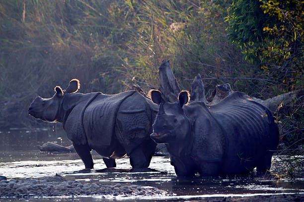 istock Two Greater One-horned Rhinoceros in Bardia, Nepal 505658647