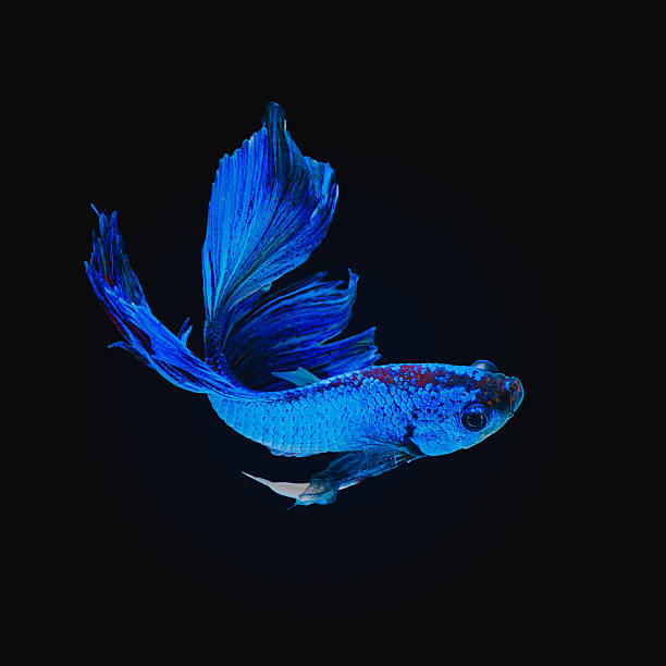 Betta fish stock photo