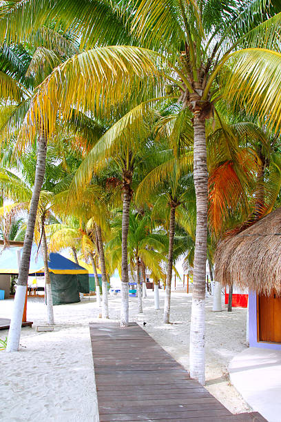 istock Isla Mujeres tropical North Beach Palm trees Mexico 505662876